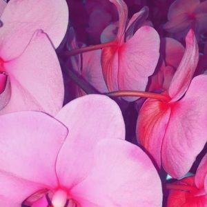 Meet your Posher, Amelia